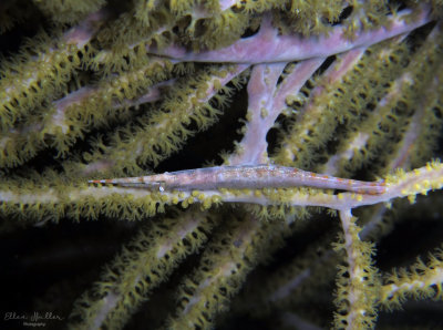 Arrow Shrimp