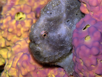 Gray Frogfish