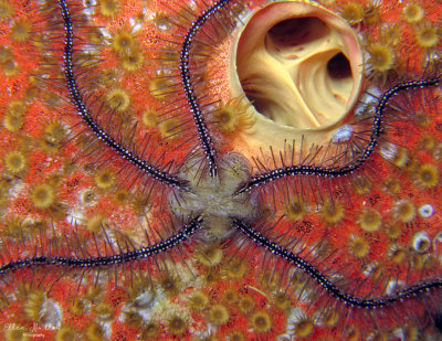 BrittleStar