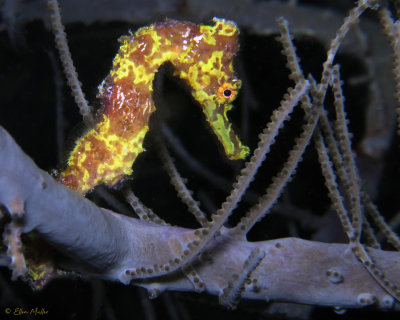Baby Seahorse