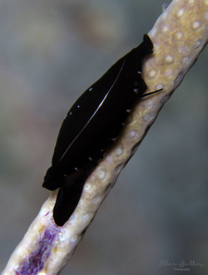 Triangular Cyphoma