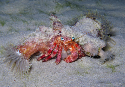 Stareye Hermit and Hitchhiking Anemones