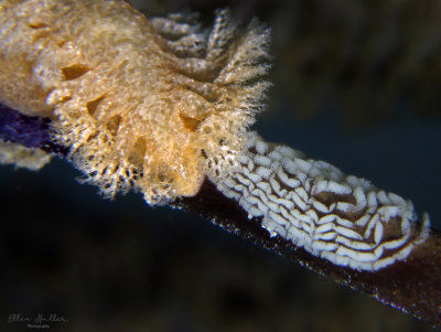 Tufted with Eggs