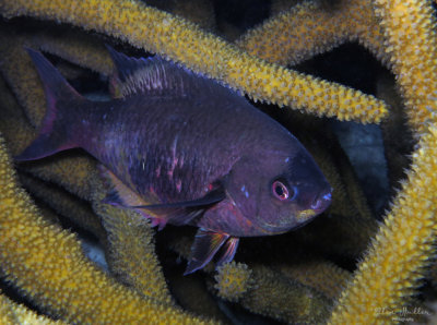 Creole Wrasse