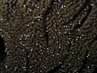 Sea Rod Spawn