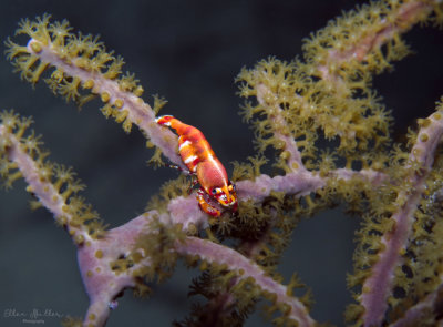 Basket Star Shrimp