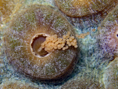 MCAV Eggs