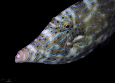 Scrawled Filefish