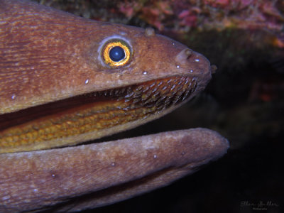 Broadbanded Moray Teeth!