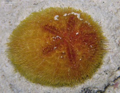 Juvenile Heart Urchin