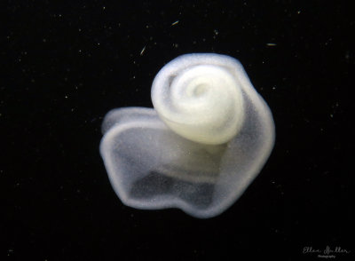 Frogfish Egg Raft