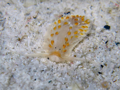 Juvenile Cerberilla tanna