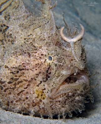 Female Striated Frogfish