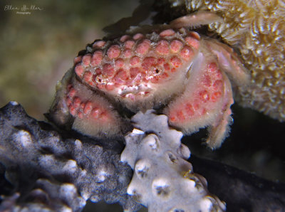 Nodose Rubble Crab