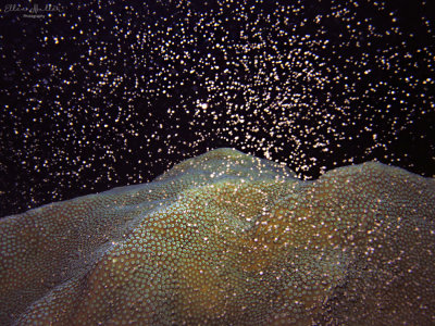 Star Coral Spawning