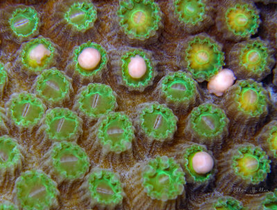 Orbicella Egg Bundles