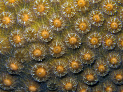 Lobed Star Coral Eggs Setting