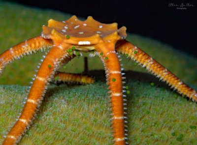 Orange Brittle Star / Green Eggs