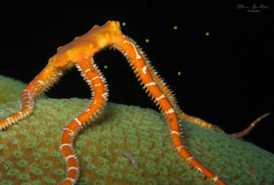 Orange Brittle Star / Green Eggs