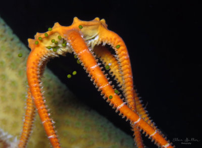 Orange Brittle Star / Green Eggs
