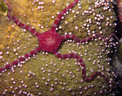 Brittle Star & Coral Eggs
