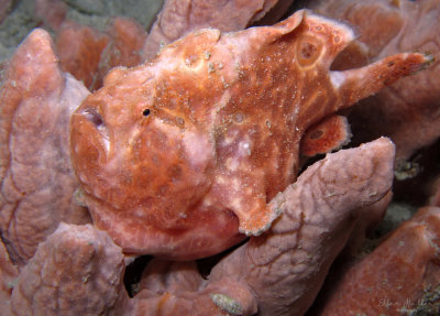 Longlure Frogfish