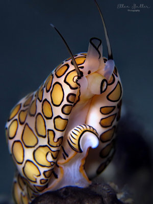 Flamingo Tongue