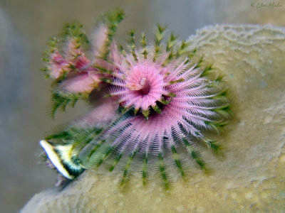 Pink & Green Spirobranchus