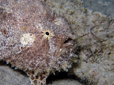 Male Striated Frogfish Luring