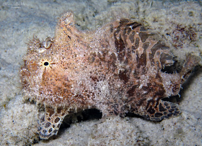 Male Striated Frogfish