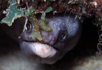 Peek a Boo Broadbanded Moray