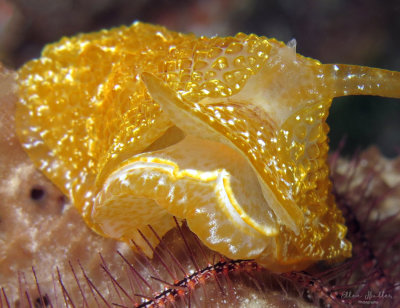 Golden Pleurobranch