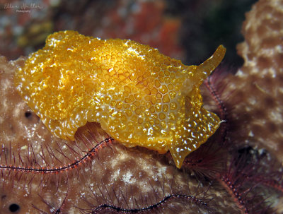 Golden Pleurobranch