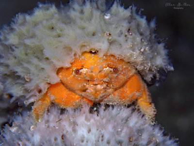 Orange Sponge Crab