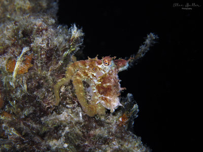 Twospot Octopus
