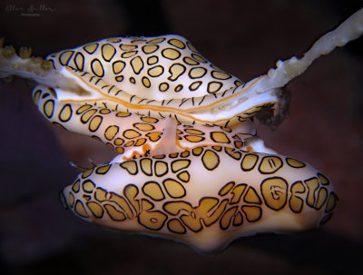 Mating Flamingo Tongues
