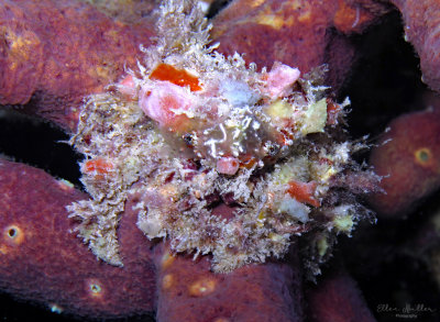 Decorator Crab