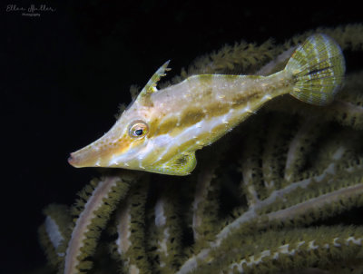 Slender Filefish