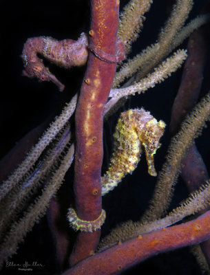 Seahorse Pair