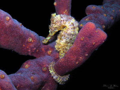 Yellow Seahorse