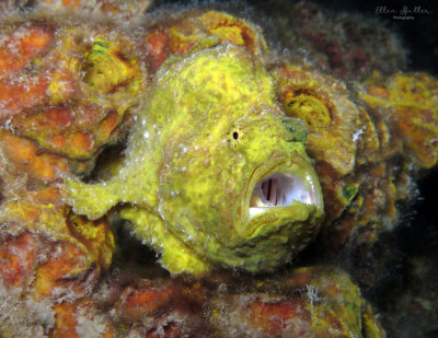 Frogfish