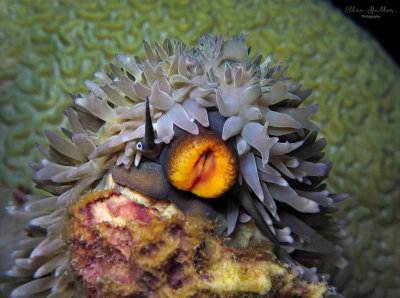 Cowrie Proboscis