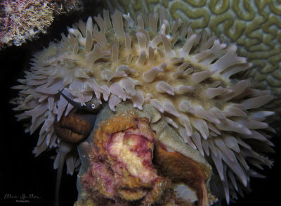 Large Cowrie