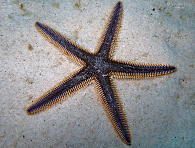 Sea Star
