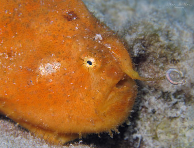 Striated Frogfish