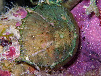 Cup Corallimorph