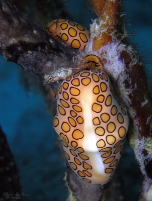 Glass Blenny & Flamingo Tongues