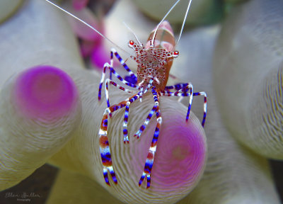 Spotted Cleaner Shrimp