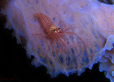 Peppermint Shrimp