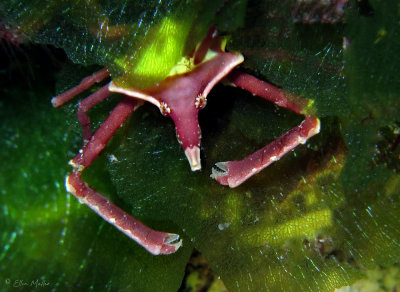 Epialtus kingsleyi